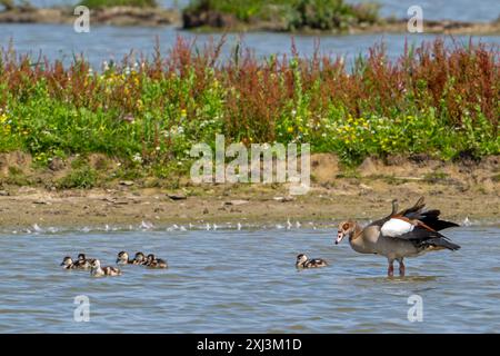 Oie égyptienne (Alopochen aegyptiaca) avec des oisons nageant dans un étang dans une zone humide en été Banque D'Images