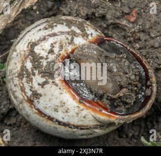 Escargot de lait (Otala lactea) mollusque Banque D'Images