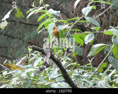 Flycatcher touffeté (Mitrephanes phaeocercus) Aves Banque D'Images