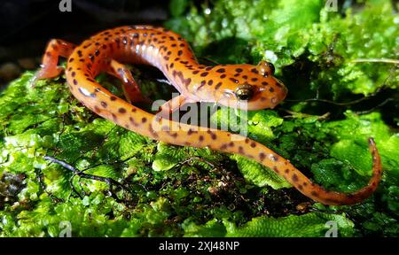 Salamandre des grottes (Eurycea lucifuga) Amphibia Banque D'Images