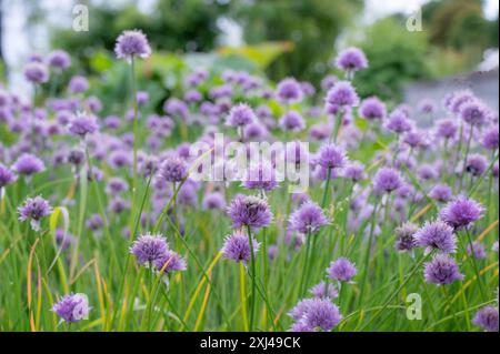 Un parterre de fleurs rempli d'Allium schoenoprasum, ou ciboulette commune. Banque D'Images
