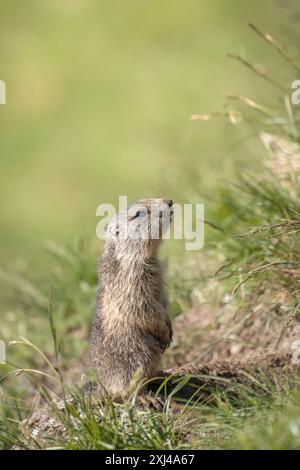 Petite marmotte alpine mignonne (ou marmotte alpine - Marmota marmota), debout sur ses pattes dans un pré de montagne vert et regardant hors de son terrier pour t Banque D'Images