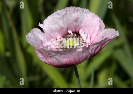 Rose Papaver orientale Poppy Banque D'Images