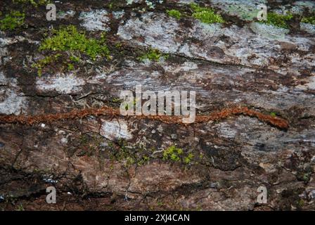 Snakefougères (Microgramma) Plantae Banque D'Images