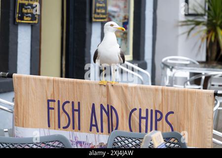 Seagull, espérons-le, debout sur le panneau Fish and Chips à côté des tables devant le café et le magasin de poisson et de chips, Anstruther, Fife, Écosse, Royaume-Uni Banque D'Images