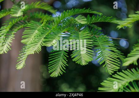 Feuillage de conifères feuillus Metasequoia glyptostroboides dans la sous-famille des Sequoioideae de la famille des Cupressaceae. Jeunes feuilles vertes ressemblant à des fougères plumeuses Banque D'Images