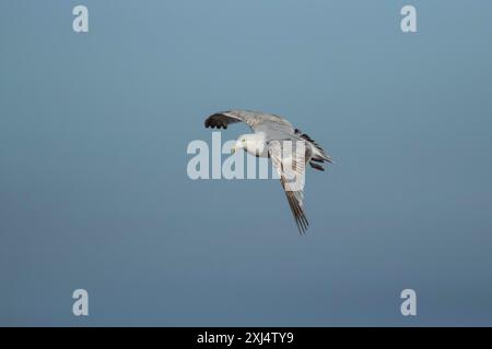 Goéland argenté (Larus argentatus) oiseau adulte en vol, Suffolk, Angleterre, Royaume-Uni Banque D'Images