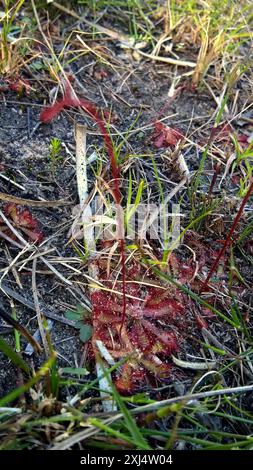 Alice Sundew (Drosera aliciae) Plantae Banque D'Images