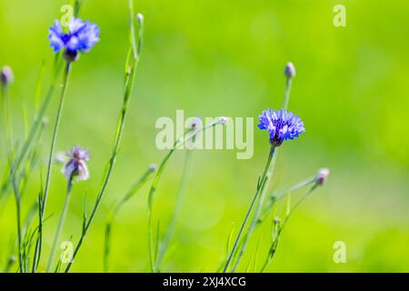 Fleurs bleues poussent sur la prairie verte d'été, gros plan photo avec mise au point sélective douce. Bleuet. Centaurea cyanus sont sur fond vert pâle Banque D'Images