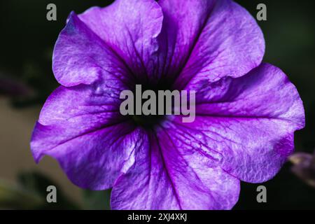 Fleur de pétunia bleu violet, photo macro avec mise au point sélective douce Banque D'Images