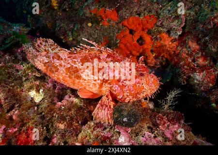 Un poisson-scorie rouge (Scorpaena scrofa), truie de mer, se trouve dans un paysage sous-marin vif de tons orange et rouge. Site de plongée réserve marine Cap de Creus Banque D'Images