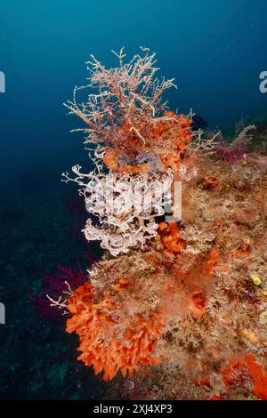 Paysage sous-marin coloré avec diverses créatures, étoile méditerranéenne (Astrospartus mediterraneus), éponge épineuse orange (Acanthella acuta) Banque D'Images