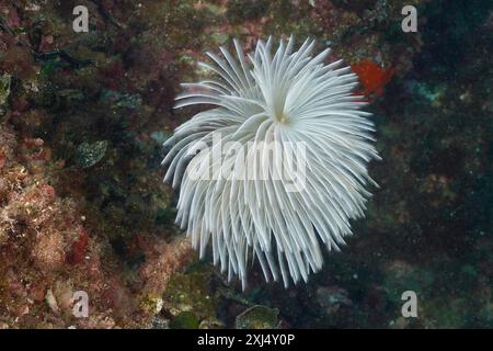 Tordeuse blanche méditerranéenne (Sabella spallanzanii) sous l'eau sur les fonds marins. Site de plongée Marine Protected Area Cap de Creus, Rosas, Costa Brava, Espagne Banque D'Images