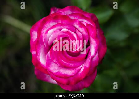 Rose rose est sur fond vert flou foncé, photo macro de avec flou sélectif Banque D'Images