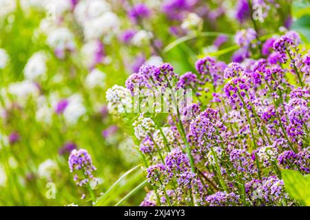 Allysum doux en fleur pousse sur un champ d'été, Lobularia maritima macro photo avec ficus doux sélectif Banque D'Images