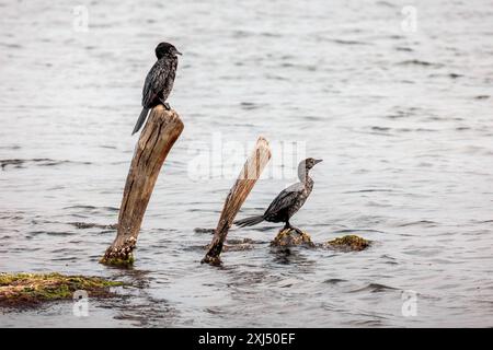 Deux cormoran pygmée ou oiseau de mer Microcarbo pygmaeus assis sur le bois, parc national du delta d'Evros. Banque D'Images