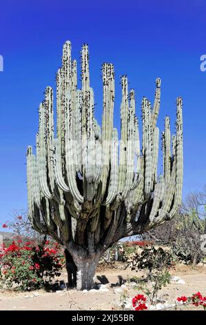 Oaxaca, Puebla, Mexique, Amérique centrale, Un grand cactus fleuri dans un paysage désertique sec contre un ciel bleu Banque D'Images