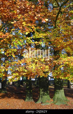 Arbres avec automne coloré décoloré feuilles colorées feuilles d'automne dans la forêt automne forêt automne, Duelmener Wildpark, Duelmen, Nord Banque D'Images