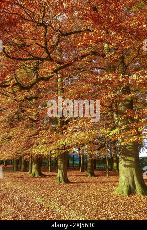 Arbres avec automne coloré décoloré feuilles colorées feuilles d'automne dans la forêt automne forêt automne, Duelmener Wildpark, Duelmen, Nord Banque D'Images