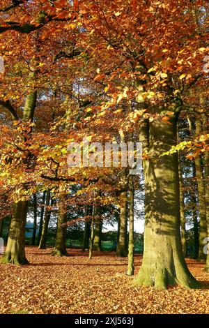 Arbres avec automne coloré décoloré feuilles colorées feuilles d'automne dans la forêt automne forêt automne, Duelmener Wildpark, Duelmen, Nord Banque D'Images