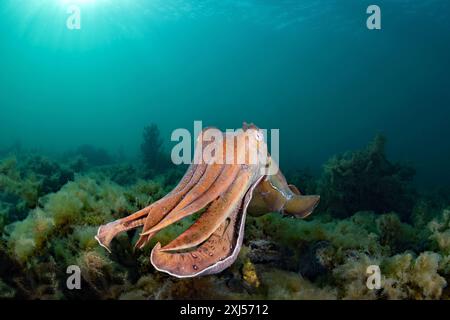 Cuttlefish géant australien, Whyalla Australie méridionale Banque D'Images