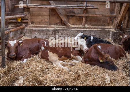 Veaux couchés sur de la paille dans la grange sur une ferme biologique, Rhénanie du Nord-Westphalie, Allemagne Banque D'Images