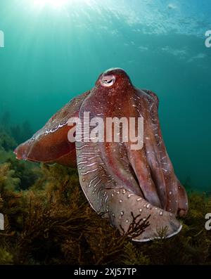 Cuttlefish géant australien, Whyalla Australie méridionale Banque D'Images