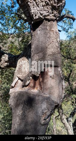 Détail de l'arbre de liège en Espagne Banque D'Images