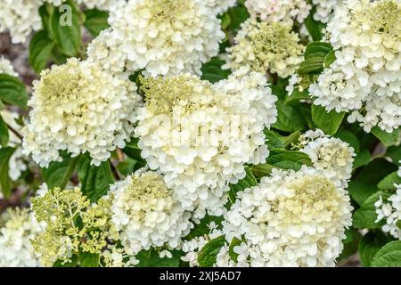 Panicle hydrangea (Hydrangea paniculata 'Silver Dollar'), jardin d'observation, Université de Hohenheim, Stuttgart, Bade-Wuerttemberg, Allemagne Banque D'Images
