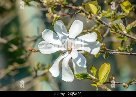 Magnolia de Loebner (Magnolia x loebneri 'Merrill'), Wilhelma, Stuttgart, Bade-Wuerttemberg, Allemagne Banque D'Images