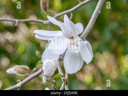 Magnolia de Loebner (Magnolia x loebneri 'Merrill'), Wilhelma, Rain, Bavière, Allemagne Banque D'Images