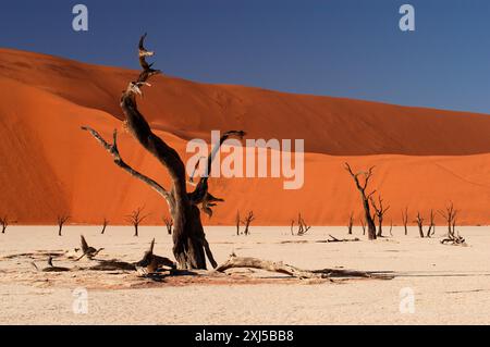 Afrique, Namibie, arbre mort à Deadvlei, Deadwood, Deadvlei, Namibie Banque D'Images