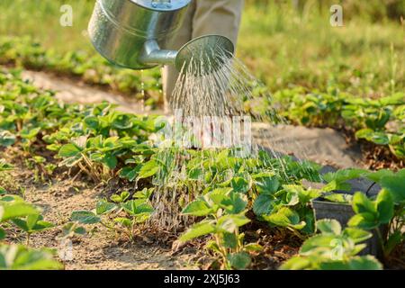 Arrosoir en gros plan dans les mains du jardinier arrosant des plants de fraises Banque D'Images