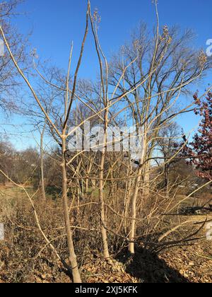 Arbre princesse (Paulownia tomentosa) Plantae Banque D'Images