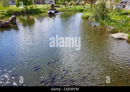 Étang avec carpe commune (Cyprinus carpio) dans les jardins thermaux du quartier Innerlehen, Bernau im Forêt Noire, Forêt Noire, quartier Waldshut Banque D'Images