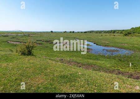 Svendborg, île Thuro, zone naturelle Thuro Rev, zone de loisirs, pâturages, zones humides, lacs, Unspoilt, Funen, Danemark Banque D'Images