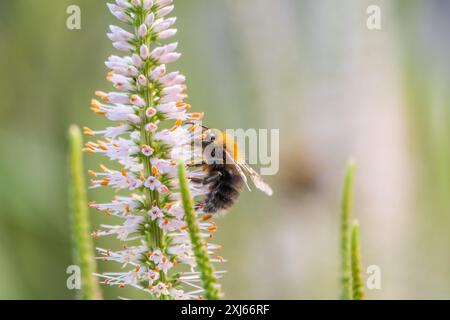 Racine de cultivateur blanc, Veronicastrum virginicum 'Alba', fleurissant dans un jardin d'automne et donnant du nectar aux abeilles, gros plan avec une focalisation sélective Banque D'Images