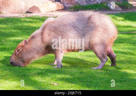 Un grand capybara se promène sur l'herbe verte dans le parc. Capybara sud-américain en gros plan Banque D'Images