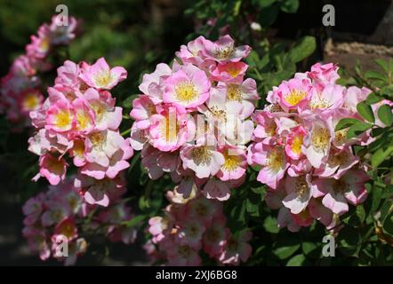 Rosée 'Kew Rambler', Rosa 'Kew Rambler', Rosacées. ROYAUME-UNI. Grande et vigoureuse rosée d'environ 5 m de haut, avec des tiges raides mais souples et épineuses. Banque D'Images