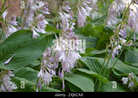 Un gros plan des Hostas fleuris à la lumière du jour. Banque D'Images