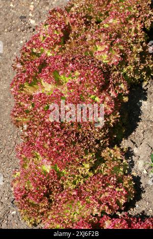 Laitues 'Red Lollo Rosso', Lactuca sativa, Asteraceae. Croissance consécutive sur un lotissement, Royaume-Uni. Banque D'Images