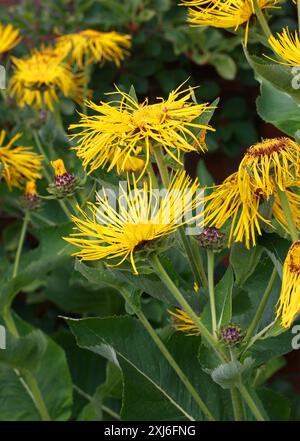 Hybride Fleabane géant, Inula magnifica x racemosa 'Sonnenstrahl', Asteraceae. Inula magnifica, le fleabane géant, est une espèce de plante à fleurs Banque D'Images