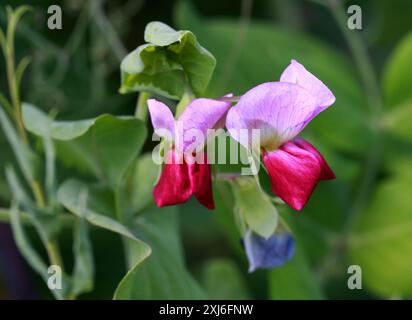 Fleur de pois cultivée, 'Ezethas Krombek Blauwschok', Lathyrus oleraceus syn. Pisum sativum, Fabaceae. ROYAUME-UNI. Banque D'Images