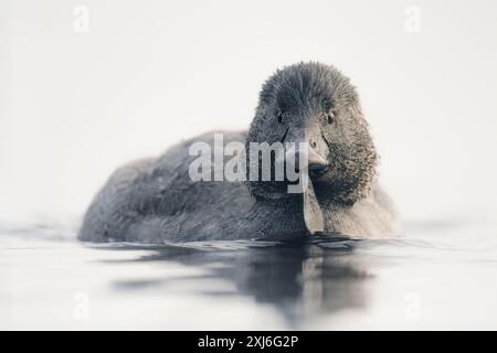 Gros plan d'un canard musqué sauvage mâle (Biziura lobata) nageant dans un lac, Australie méridionale, Australie Banque D'Images