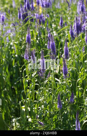 Spiked Speedwell, Veronica spicata syn. Pseudolysimachion spicatum, Plantaginacées. Europe. C'est la fleur du comté de Montgomeryshire. Banque D'Images