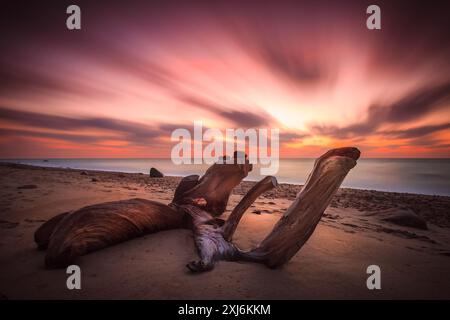 Driftwood sur une plage de la mer Baltique au coucher du soleil, Lituanie Banque D'Images