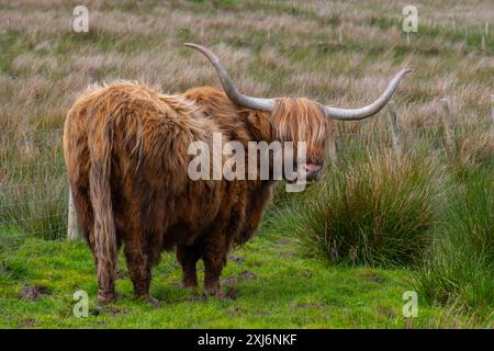 Highland Longhorn Bull Banque D'Images