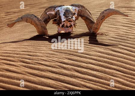 Gros plan d'un crâne animal avec des cornes sur le sable du désert, Arabie Saoudite Banque D'Images