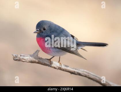 Gros plan d'un robin rose sauvage (Petroica rosea) perché sur une branche, Australie Banque D'Images