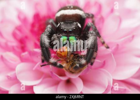 Gros plan d'une araignée sautant assise sur une fleur rose mangeant une mouche, Indonésie Banque D'Images